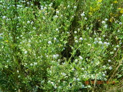 Trigonella procumbens