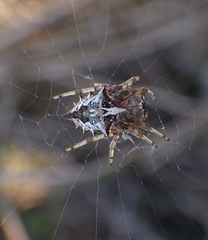 Acanthepeira