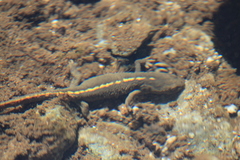 Calotriton asper