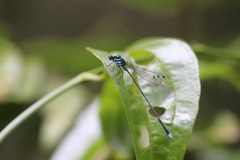Coeliccia membranipes