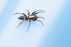 Sergiolus columbianus