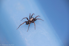 Sergiolus columbianus