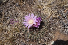 Echinofossulocactus zacatecasensis