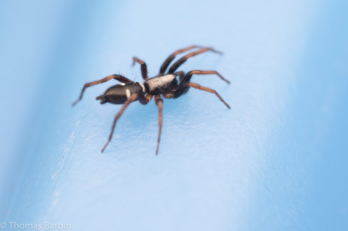 Sergiolus columbianus