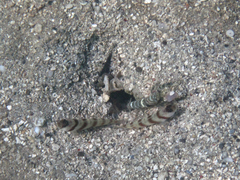 Amblyeleotris steinitzi