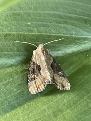 Lateroligia ophiogramma