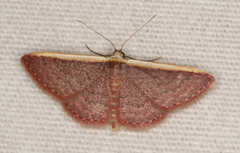 Idaea inversata