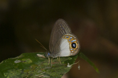 Splendeuptychia quadrina