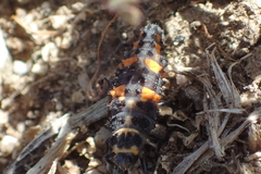 Hippodamia convergens