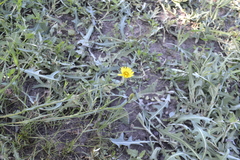 Tragopogon pratensis