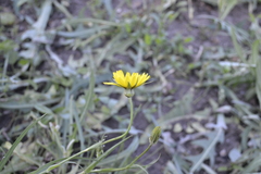 Tragopogon pratensis