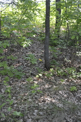 Tragopogon pratensis