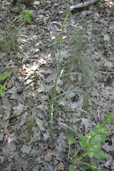 Tragopogon pratensis