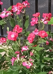 Rosa
