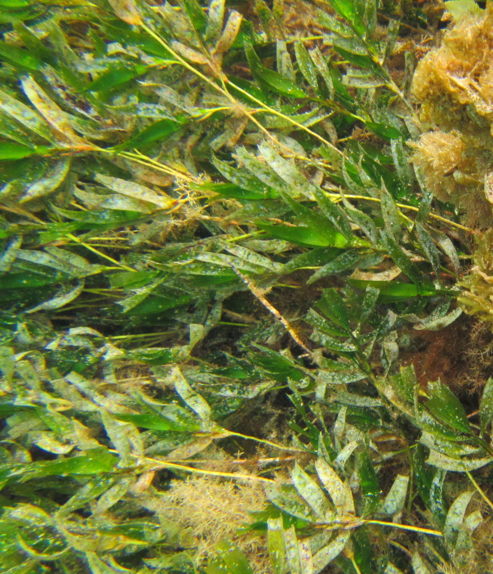 Amphibolis