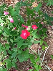 Rosa