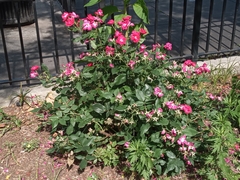 Rosa