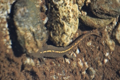 Calotriton asper