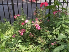 Rosa
