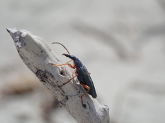 Stenostoma rostratum