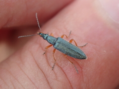 Stenostoma rostratum