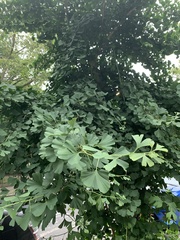 Ginkgo biloba