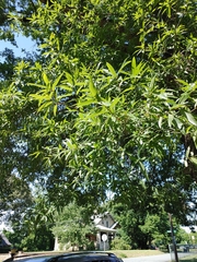 Quercus phellos