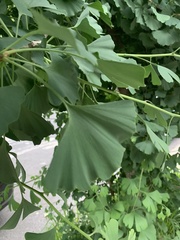 Ginkgo biloba