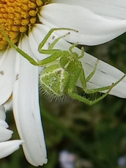 Heriaeus