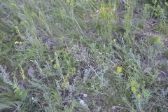 Gypsophila paniculata