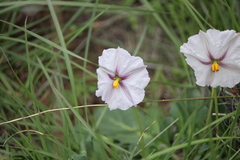Lycianthes peduncularis