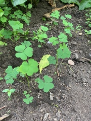 Oxalis