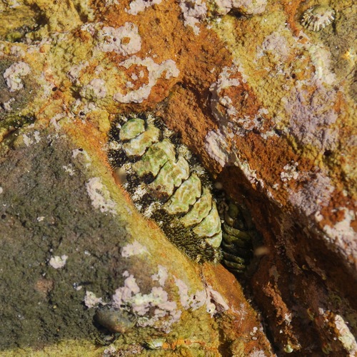 Chitonida