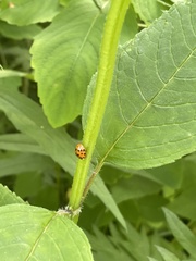 Harmonia axyridis