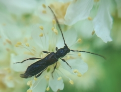 Molorchus umbellatarum
