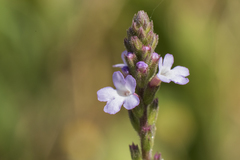 Verbena officinalis