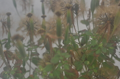 Porophyllum ruderale