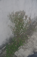 Porophyllum ruderale