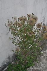 Porophyllum ruderale