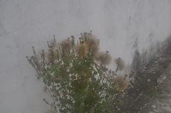 Porophyllum ruderale