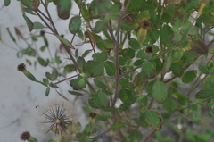 Porophyllum ruderale