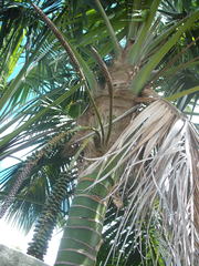 Howea forsteriana