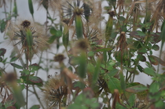 Porophyllum ruderale