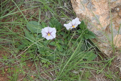 Lycianthes peduncularis