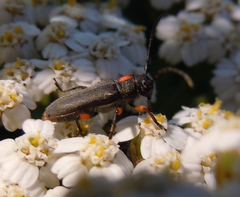 Phytoecia pustulata