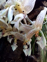 Stanhopea oculata
