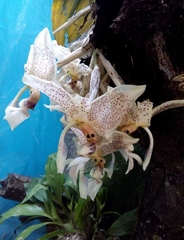 Stanhopea oculata