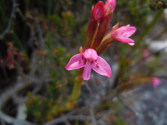 Disa vaginata