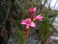 Disa vaginata