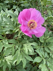 Paeonia veitchii